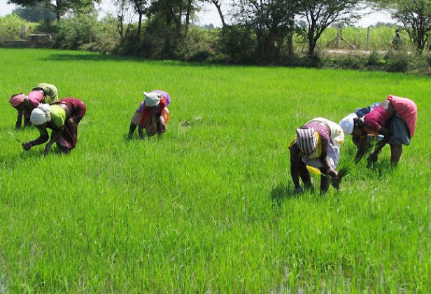 Farmers