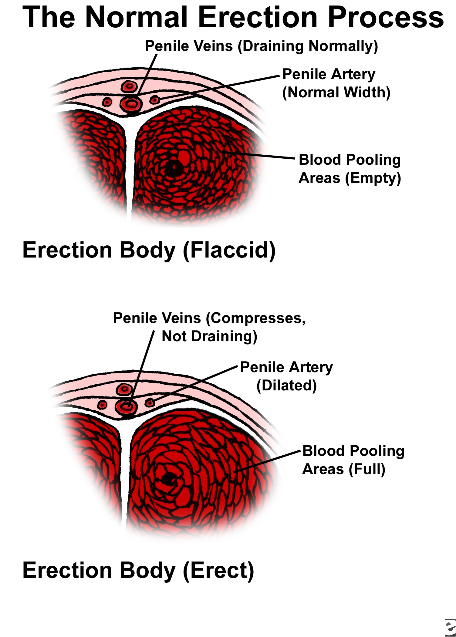 SCIENTIFICALLY PROVEN CURE TO WEAK ERECTION PREMATURE