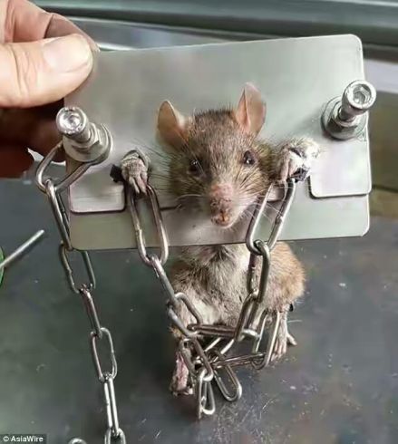 rat