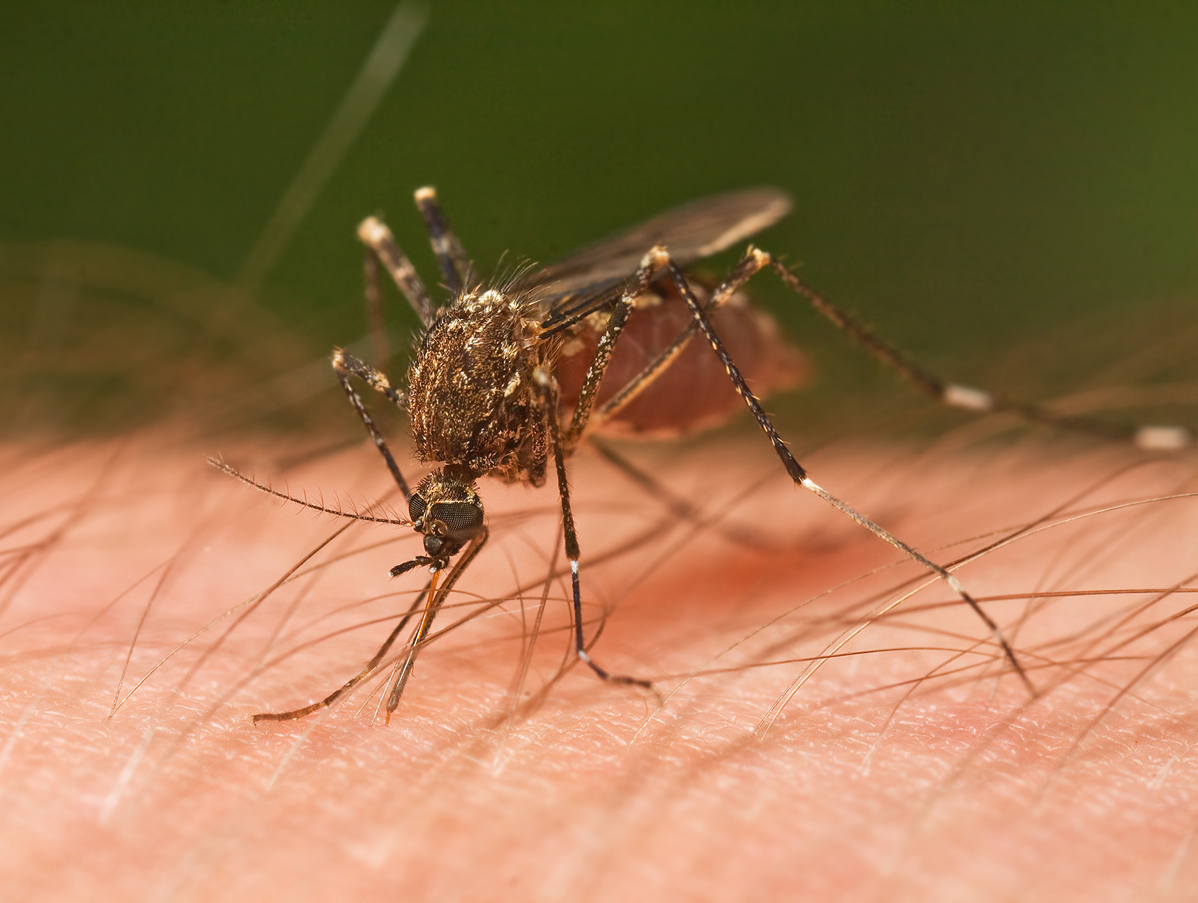 World Mosquito day