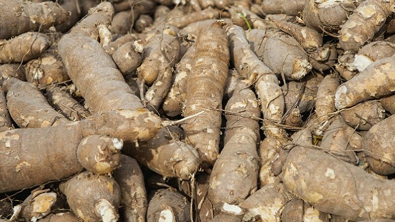 cassava, Garri