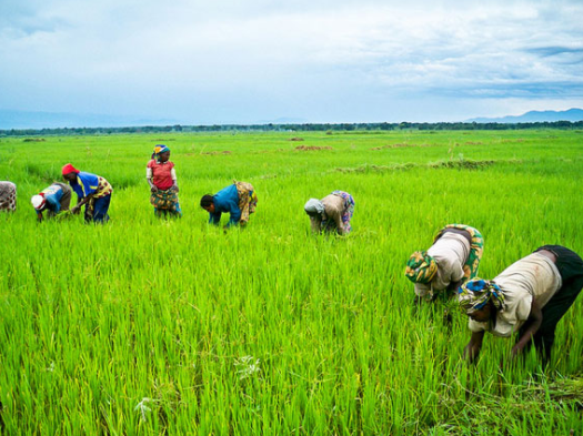 farmers