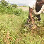 Association lauds FG’s plan to increase groundnut output by 2025