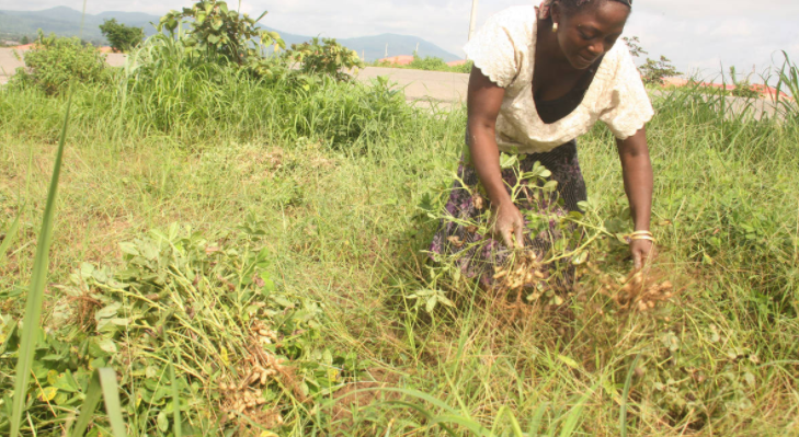 Association lauds FG’s plan to increase groundnut output by 2025