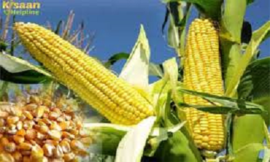 maize