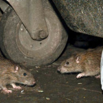 lassafever-daily times