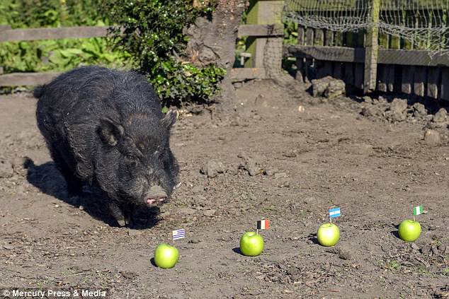 World Cup: Magical Pig, Mystic Marcus predicts Nigeria will get to semi-finals