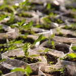 Economic diversification