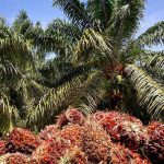 palm oil