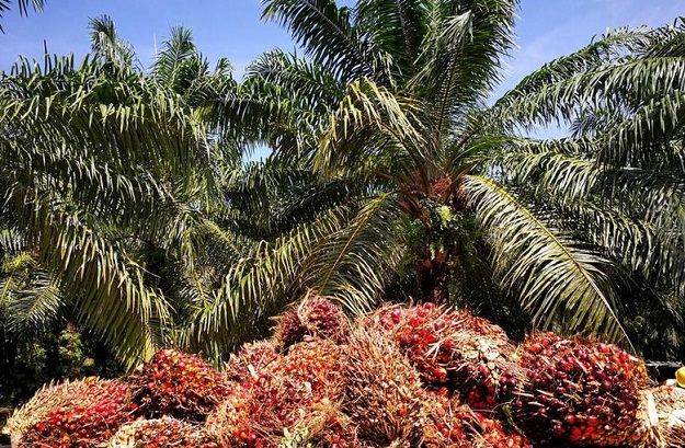 palm oil