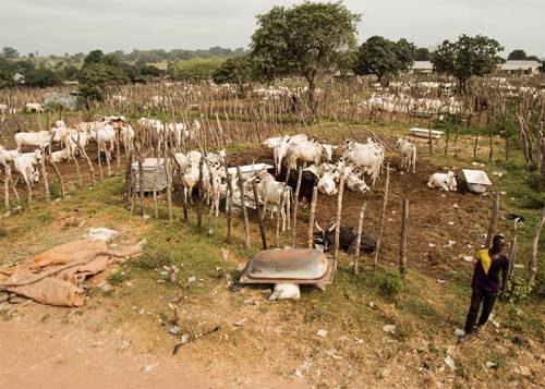 herdsmen