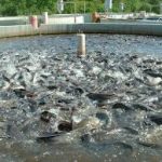 Despite water resources, Nigeria spends N400bn on fish importation annually — FISON, lawmaker