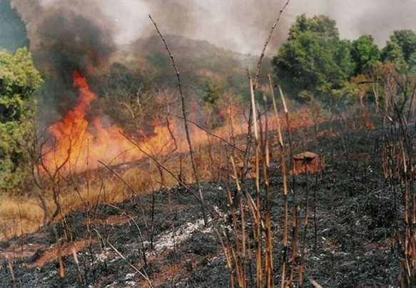 Bush Burning ( Photo Credit: Greenvision.news)