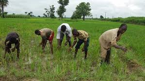 farmers