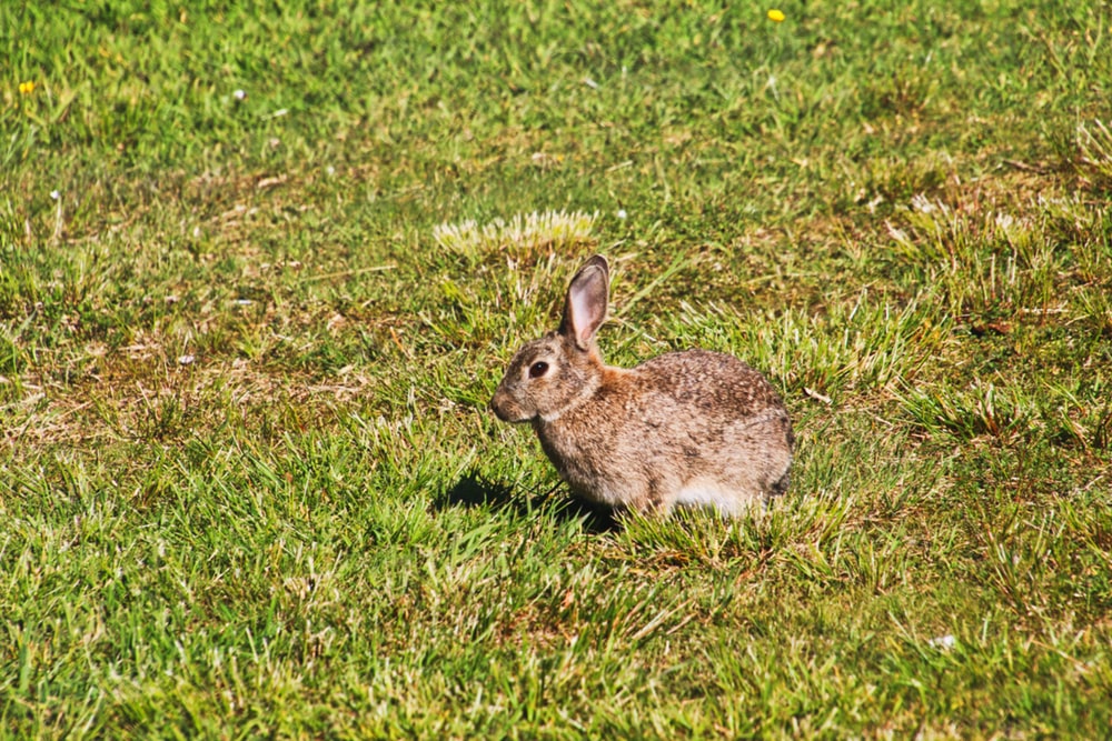 bush rabbit - daily times