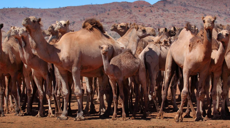 feral camels