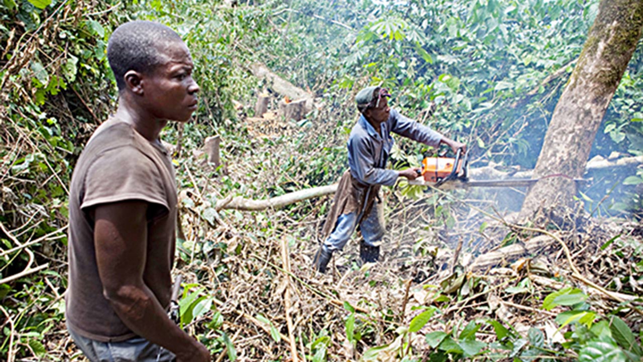 felling tree Afforestation