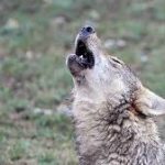 wolf attack in Mongolia-daily times