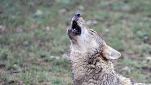 wolf attack in Mongolia-daily times