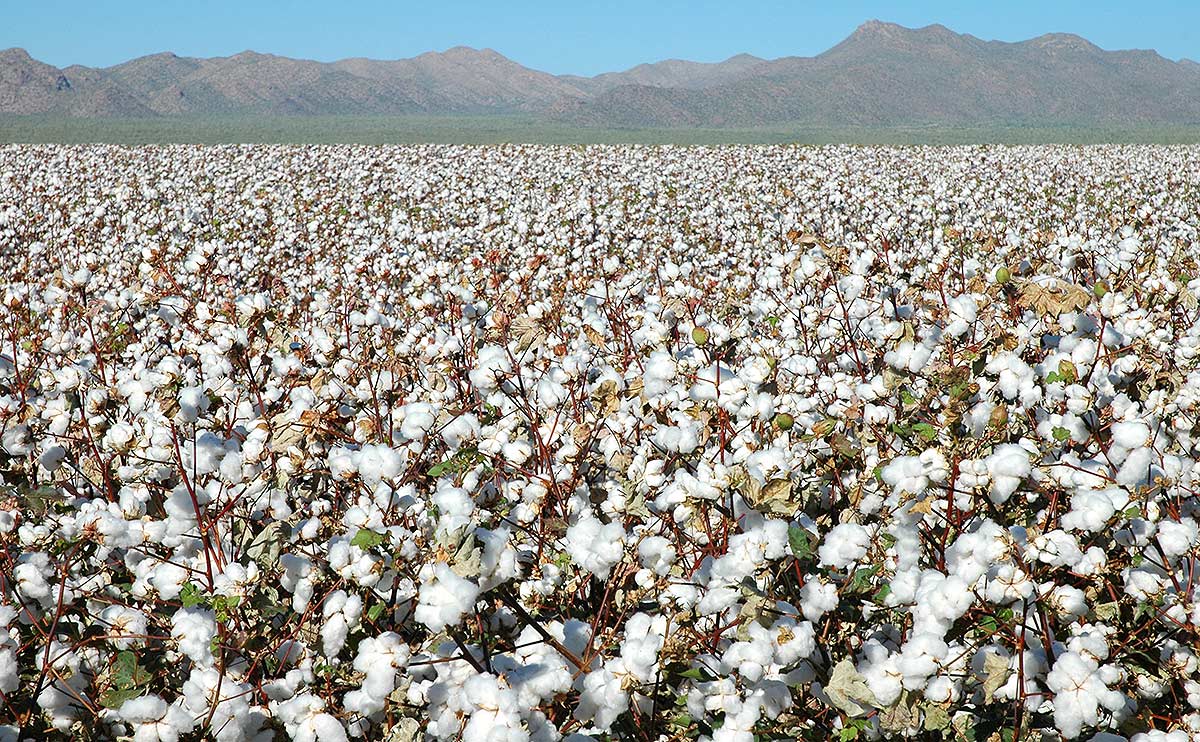 cotton farming