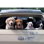 dogs-in-car