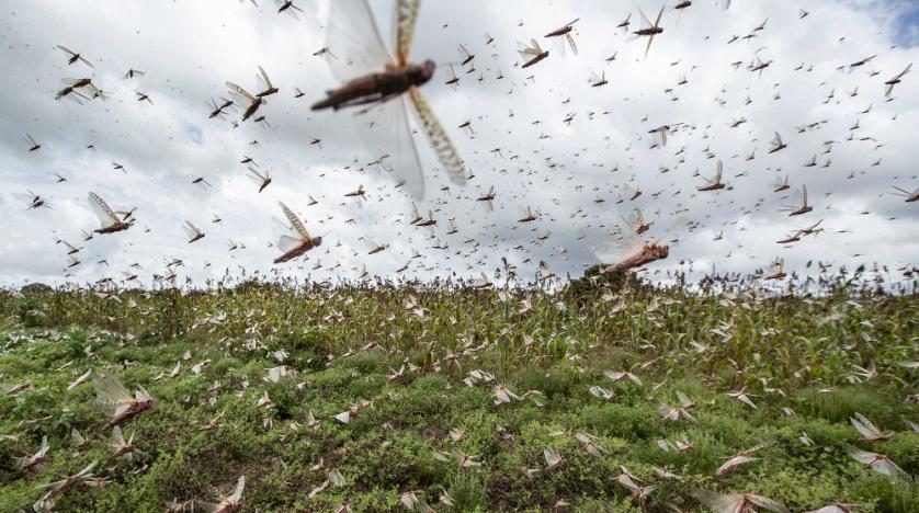 desert locusts