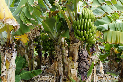 Banana/Plantain