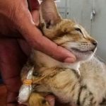 How Cat smuggled heroin, sim cards, escapes high-security prison