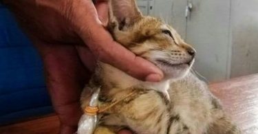 How Cat smuggled heroin, sim cards, escapes high-security prison