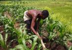 Farmers, Agriculture