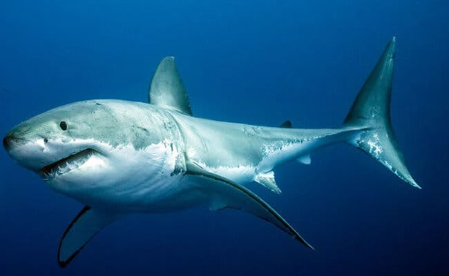 Shark mauls surfer to death in Greenmount beach Australia