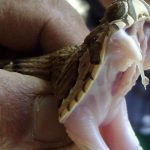 FG can’t continue distributing anti snake venom for free – Oyediran