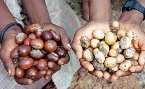 FG maps out modalities to achieve good post-harvest in shea production