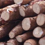 cassava produce
