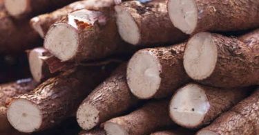 cassava produce