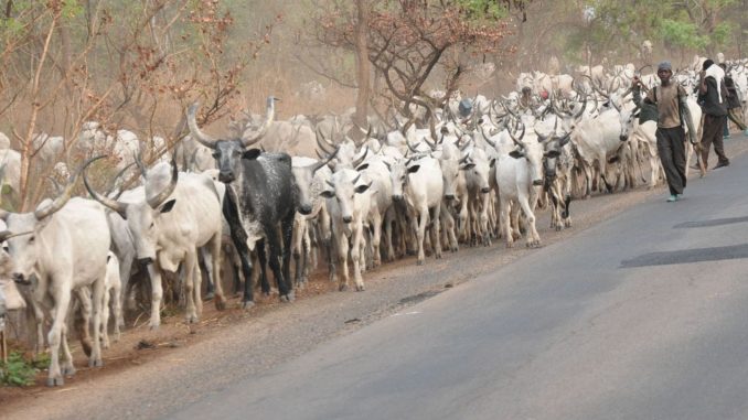 herdsmen