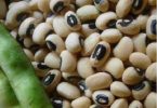 PBR Cowpea