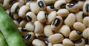 PBR Cowpea