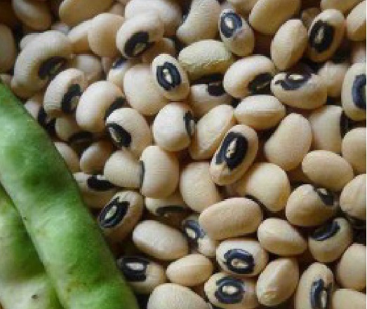 PBR Cowpea