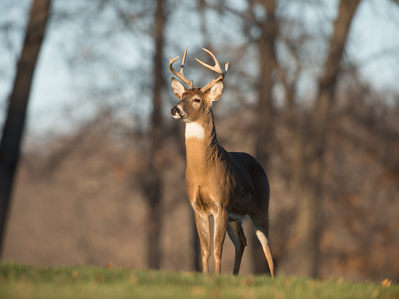 deer, school