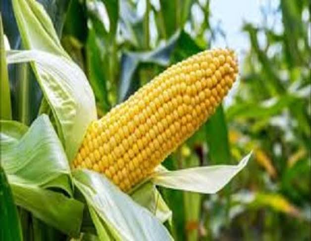 maize