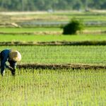 Rice Farmers